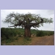 Einer der nicht sehr zahlreichen Baobabs im Krüger Nationalpark