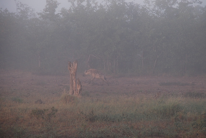 Die Hyäne wird vom Nebel fast verschluckt