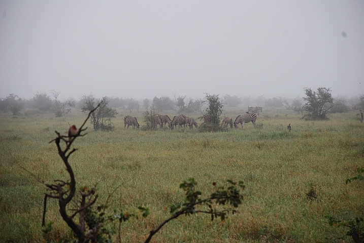 Zebras beim Tihanganyeni Wasserloch