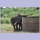 Elefantenbulle kratzt sich am Betontank