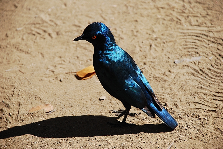 Red-shouldered Glossy-Starling (Rotschulter-Glanzstar)