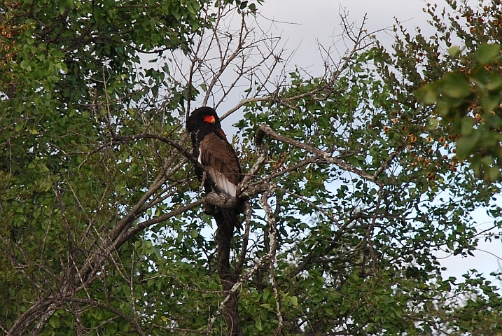 Bateleur (Gaukler)