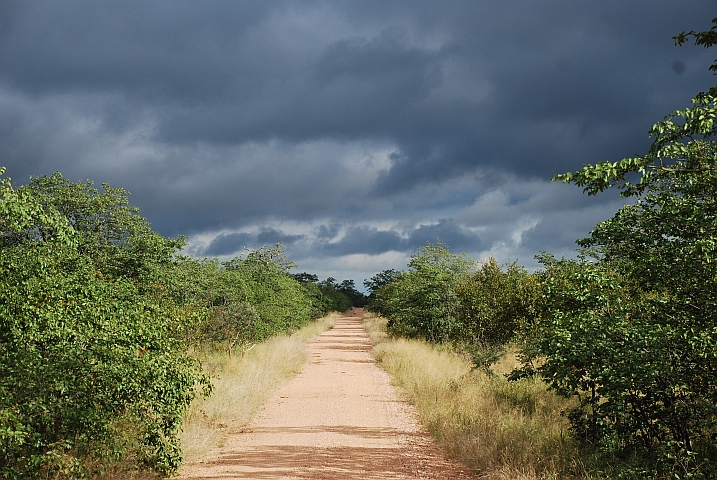 Unterwegs auf dem Shongololo Loop in der Nähe von Mopani im Krüger Nationalpark