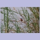 Malachite Kingfisher (Haubenzwergfischer)
