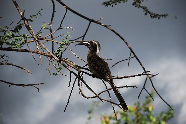 Männlicher African Grey Hornbill (Grautoko)