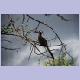 Männlicher African Grey Hornbill (Grautoko)