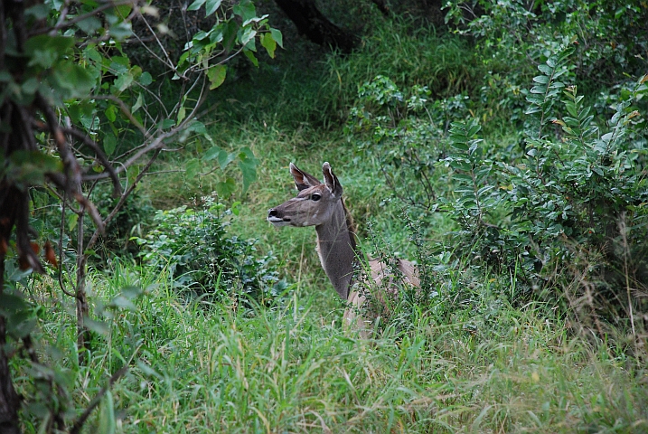 Kudu