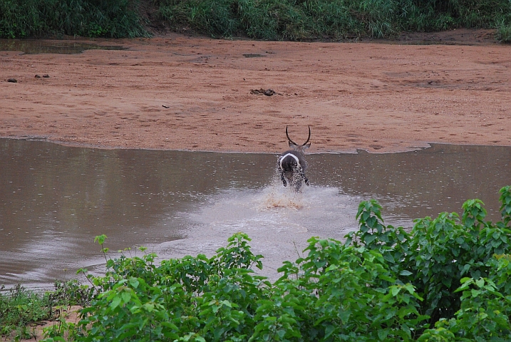 Wasserbock setzt über den Shingwedzi Fluss