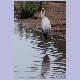 Yellow-billed Stork (Nimmersatt)