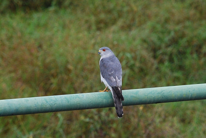 Ein Shikra (Schikrasperber), der früher den prosaischeren Namen Little Banded Goshawk trug