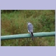 Ein Shikra (Schikrasperber), der früher den prosaischeren Namen Little Banded Goshawk trug