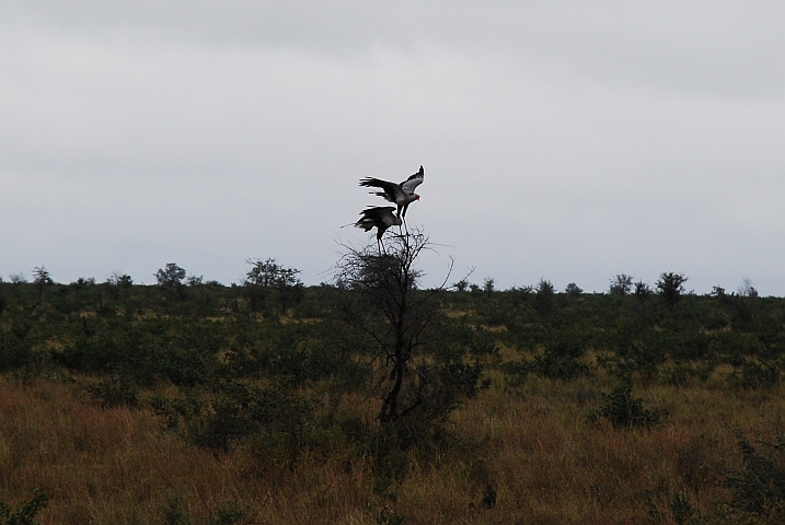 Ungewöhnlich: Zwei Secretarybird (Sekretäre) auf einem Strauch