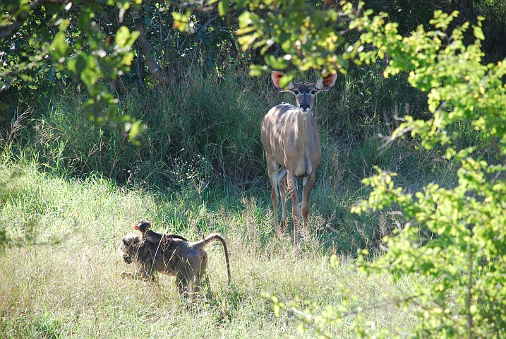 Kudukuh und Pavianmutter mit Kleinem