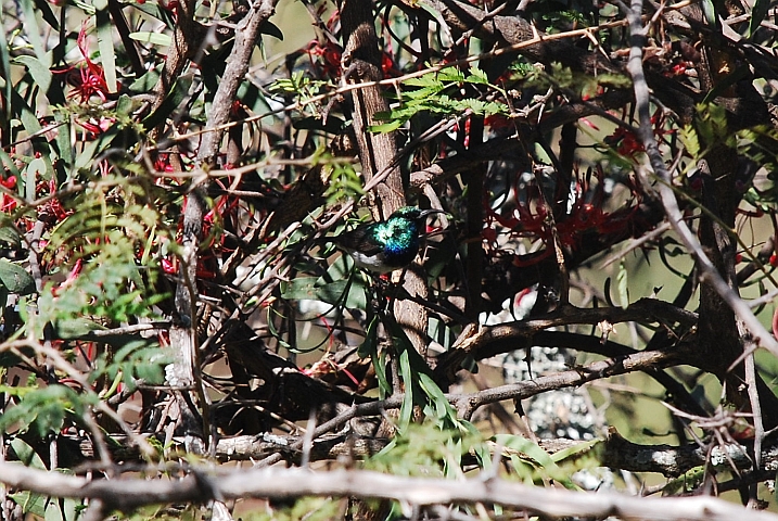 White-bellied Sunbird (Weissbauch-Nektarvogel)