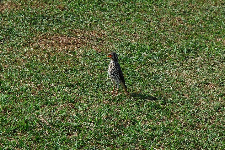 Groundscraper Thrush (Akaziendrossel)