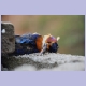 Ein leider toter Malachite Kingfisher (Haubenzwergfischer)