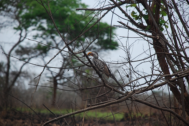 Southern Yellow-billed Hornbill (Südlicher Gelbschnabeltoko)