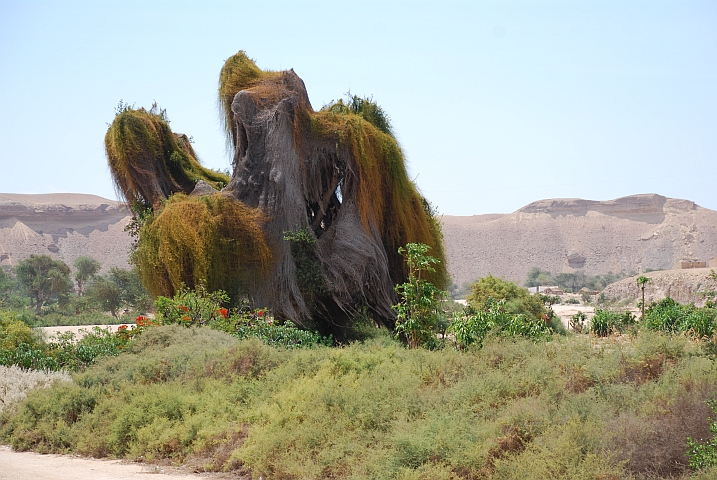 Spezieller Baum in der Giraul-Oase bei Namibe