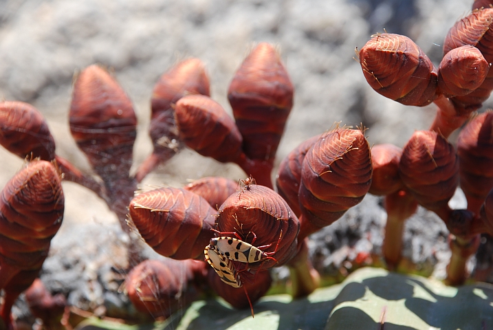 Weibliche Blüten der Welwitschia-Pflanze