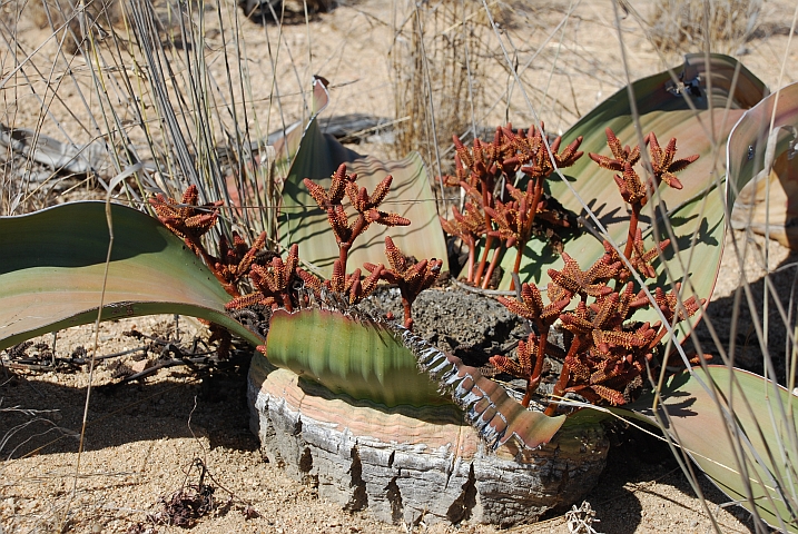 Welwitschia Mirabilis