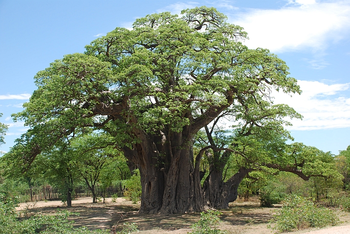 Baobab im Süden von Angola