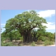 Baobab im Süden von Angola