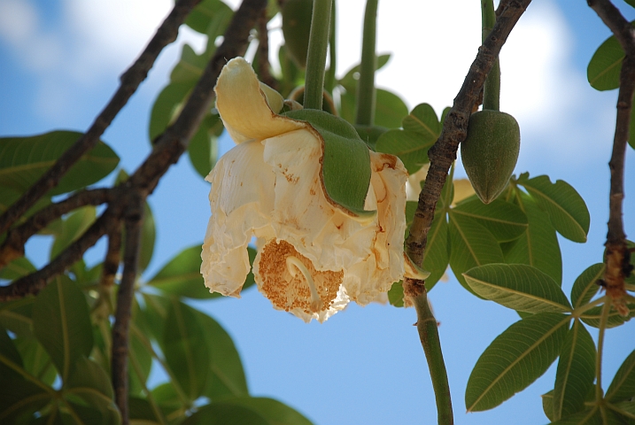 Baobab Blüte