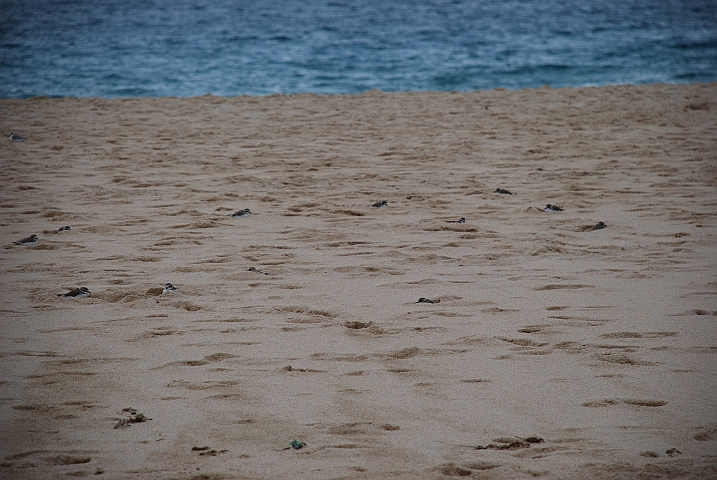 Eurasiatische Seeregenpfeifer (Kentish Plover) “kuscheln“ sich in Sandlöcher