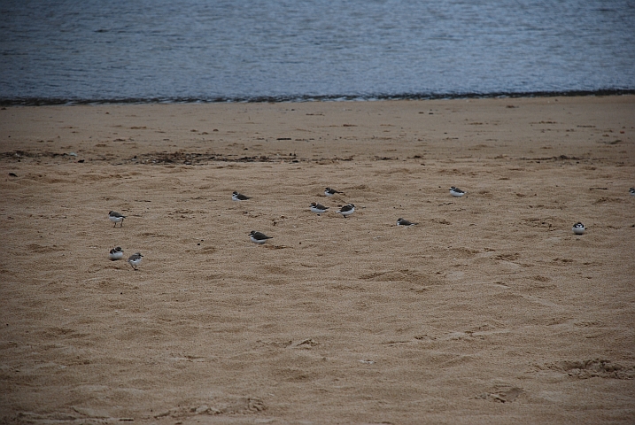 Eurasiatische Seeregenpfeifer (Kentish Plover) am Strand