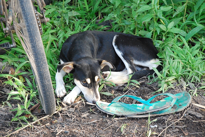 Treu bewachte Flip-Flops eines Fischers