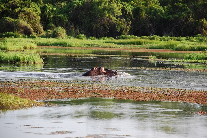 Flusspferd im Mare aux Hippopotames