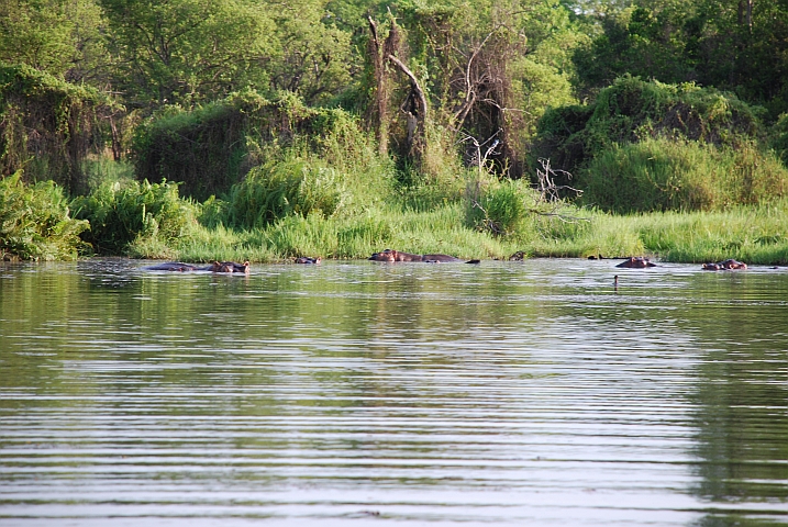 Flusspferde im Mare aux Hippopotames