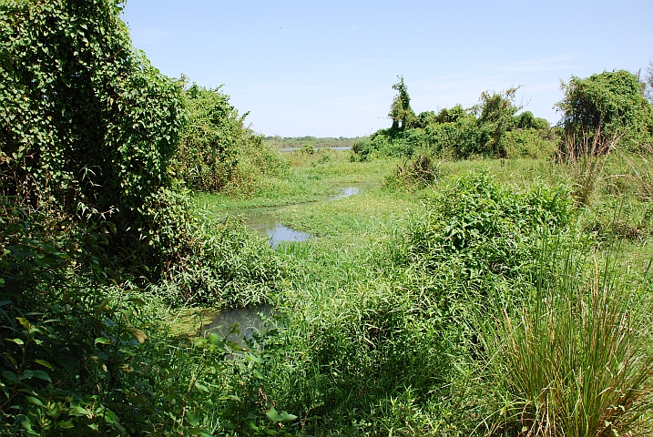 Uferlandschaft am Mare aux Hippopotames