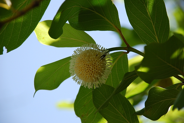 Blüte beim Mare aux Hippopotames