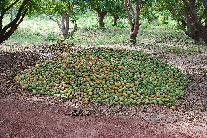 Viele Mangos auf einem Haufen