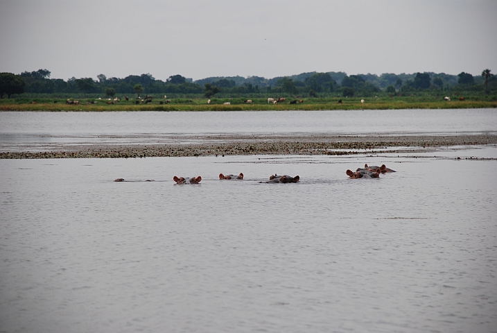 Flusspferde im Lac Tangréla