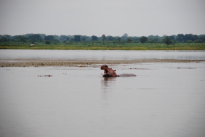 Lac Tengréla: Gut gebrüllt, Hippo!