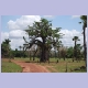 Baobab auf dem Weg zum Karfiguela Wasserfall bei Banfora