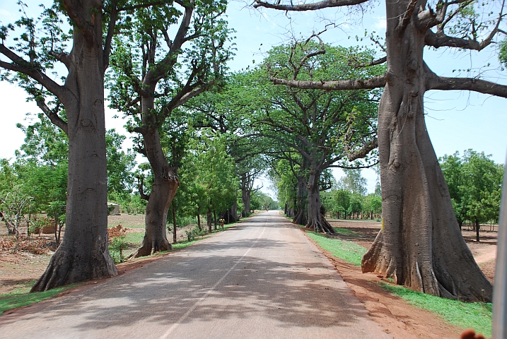 Allee zwischen Diébougou und Ouesso