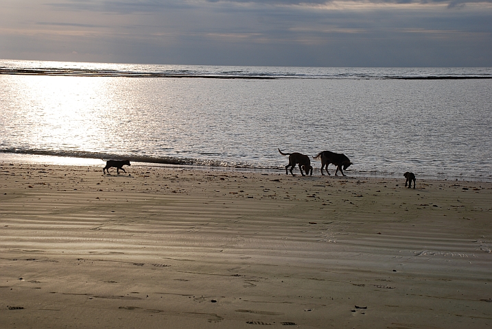 Auch Hundefamilien geniessen das Strandleben