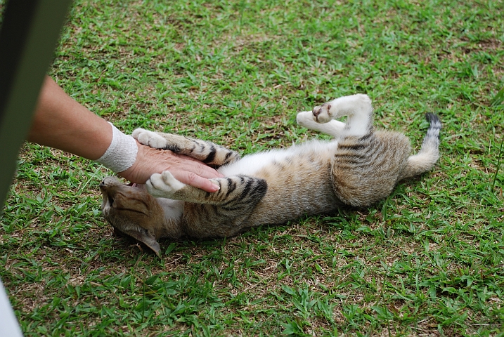 Isabella mit Katze: Einmal spielen, bitte!