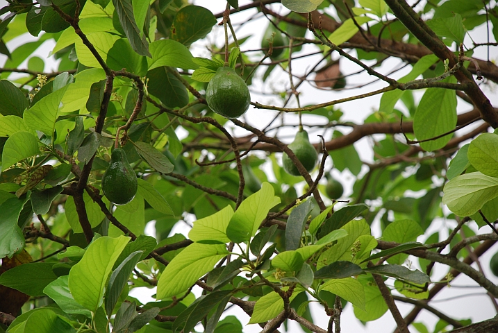 Verlockende Avocados