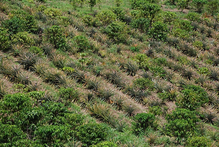 Gemischte Ananas- und Kaffeeplantage zwischen Franceville und Lékoni