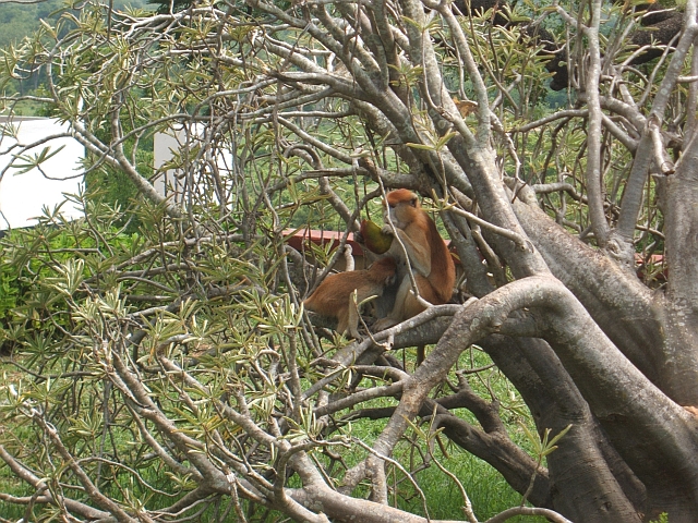 Pata Monkey mit Jungem und geklauter Mango