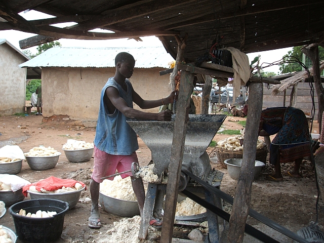 Maniok (oder Cassava) wird hier in Makongo am Voltasee gemahlen