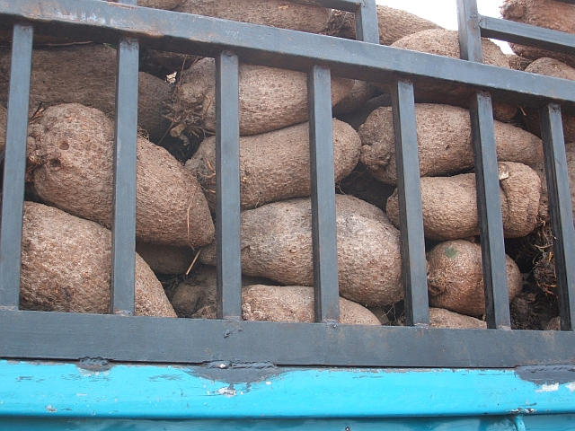 Yam Wurzeln auf einem Lastwagen in Makongo