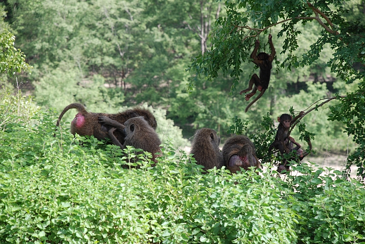 Paviansippe im Mole Nationalpark