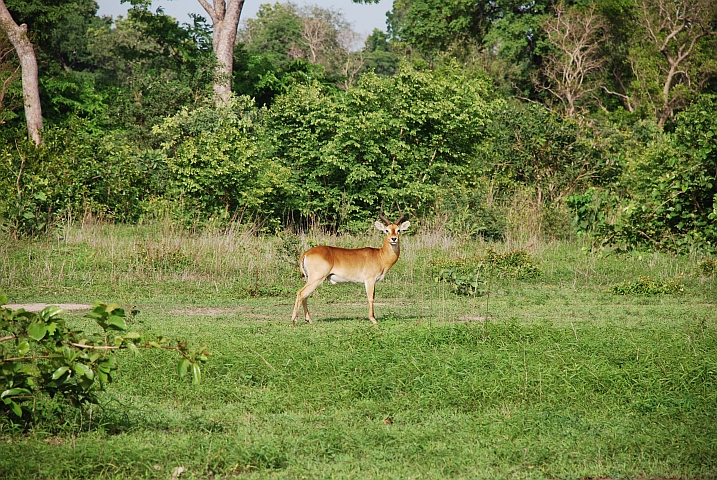 Kob Antilopenbock im Mole Nationalpark