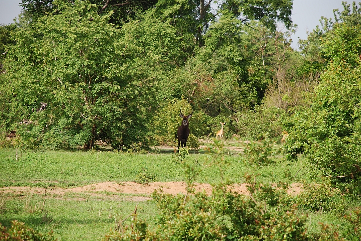 Waterbuck und Kob-Antilopen