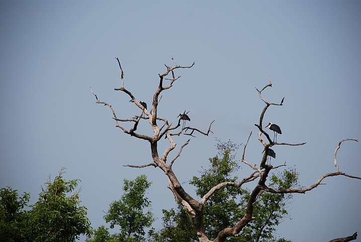 Woolly-necked Stork (Wollhalsstörche) im Mole Nationalpark